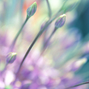 Prairie Onion