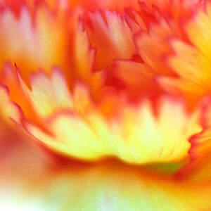 Carnation