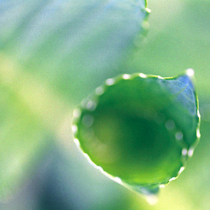 Verdure #2