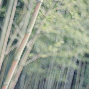 Bamboo Grove Bamboo Grove