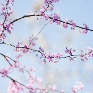 In full bloom In full bloom