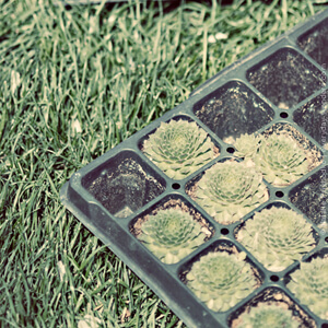 Planting Planting