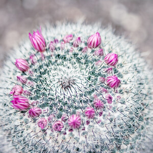 Bejeweled Bejeweled