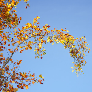 Autumn's Glow