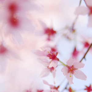 Blossom Blossom