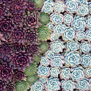 Patchwork Patchwork