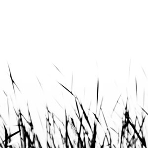 Susurration