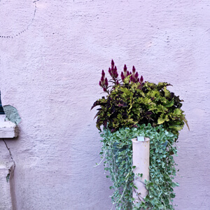 Arrangement