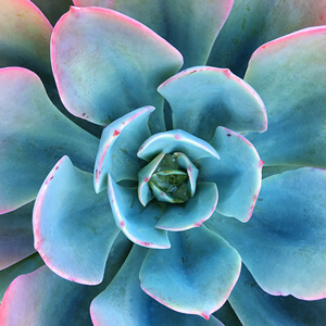 Rosette #171 Rosette #171
