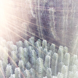 Sunlit Sunlit