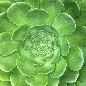 Rosette Rosette