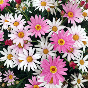 Florescence #2107 Florescence #2107