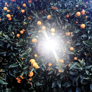 Sunburst Sunburst