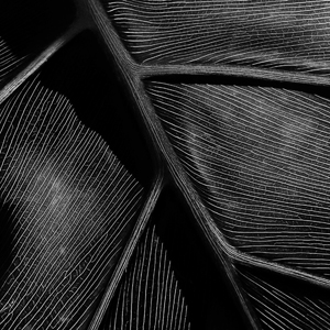 Intricacy Intricacy