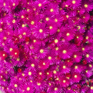 Florescence #2105 Florescence #2105