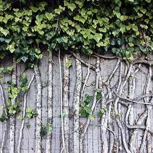 Intertwined Intertwined