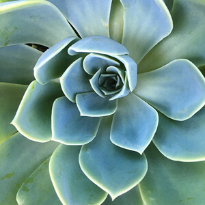Rosette #218 Rosette #218