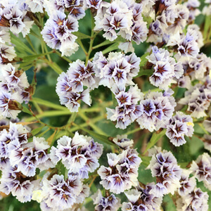 Florescence #2104 Florescence #2104
