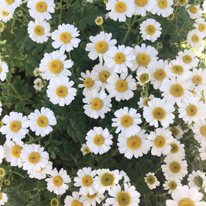 Florescence #2206 Florescence #2206
