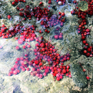 Crabapple Melange Crabapple Melange