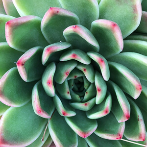 Rosette #235 Rosette #235