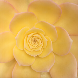 Rosette #238 Rosette #238