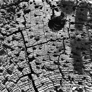 Weathered #2310 Weathered #2310