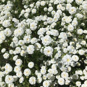 Florescence #2304 Florescence #2304