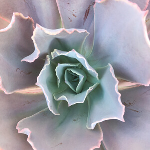 Rosette #233 Rosette #233