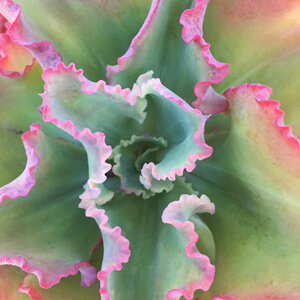 Rosette #232 Rosette #232