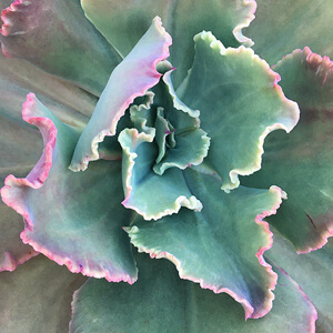 Rosette #236 Rosette #236