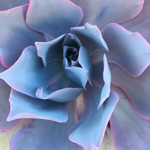 Rosette #242 Rosette #242