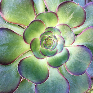 Rosette #245 Rosette #245