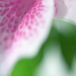 Blush