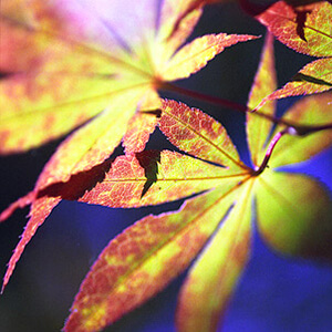 Luminescence