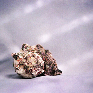Seashell Study I (Simplicity)