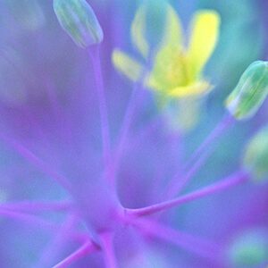 Flowering Kale - Coral Queen