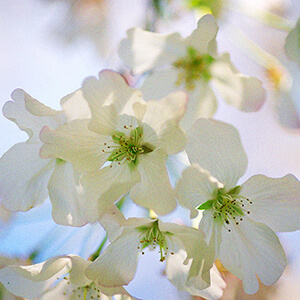 Yoshino Cherry in bloom