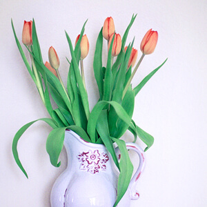 Tulips