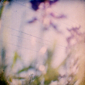Bluebonnet Dreams