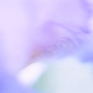 Watercolors: Iris