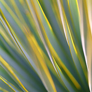 *** ***