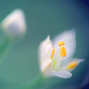 *** (blooming prairie onion)