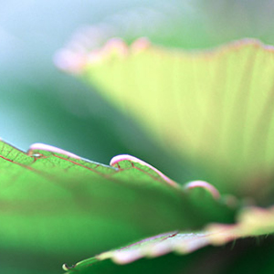 Verdure #7