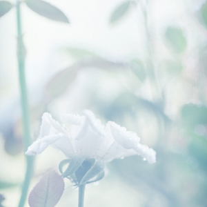 In the garden... In the garden...