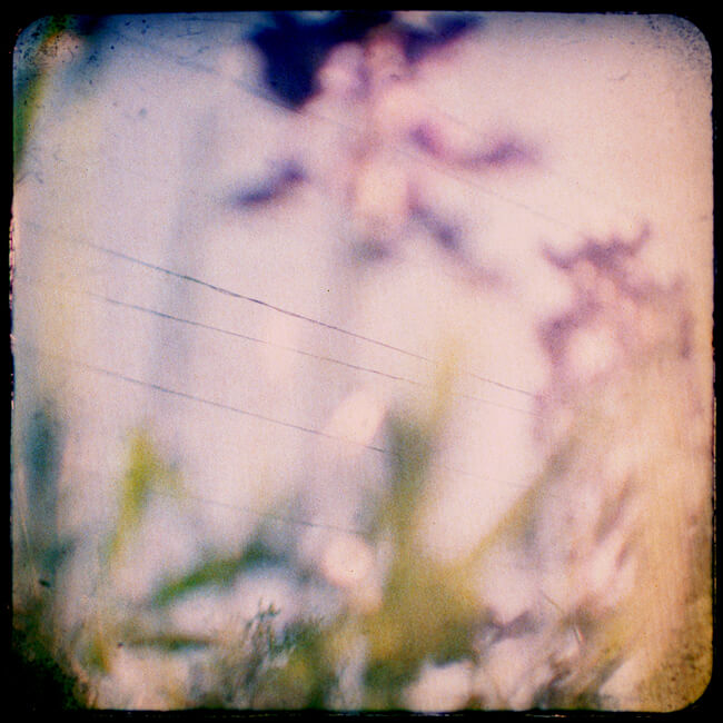 Bluebonnet Dreams Bluebonnet Dreams