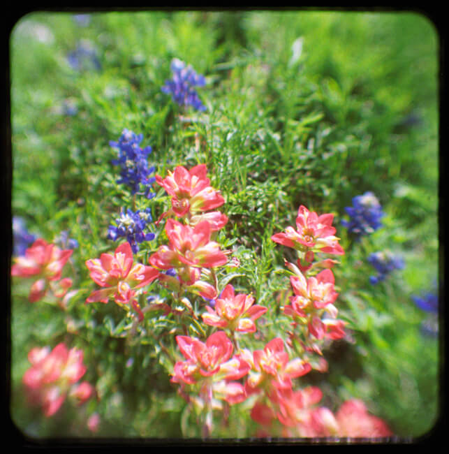Texas Wildflowers Texas Wildflowers