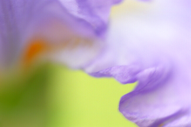 Watercolors - Iris Watercolors - Iris