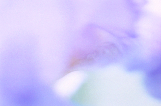 Watercolors: Iris Watercolors: Iris
