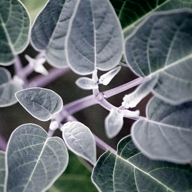 Gemination Gemination